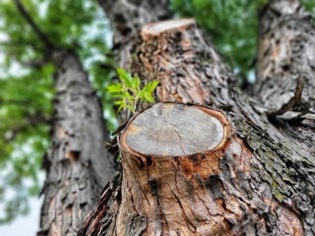 &Eacute;lagage &agrave; Avrill&eacute; : quand et pourquoi faire tailler vos arbres ?